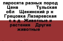 паросята разных пород › Цена ­ 4 000 - Тульская обл., Щекинский р-н, Грецовка Лазаревская с/а д. Животные и растения » Другие животные   